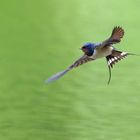 Schwalbenflug  ( Hirundo rustica )