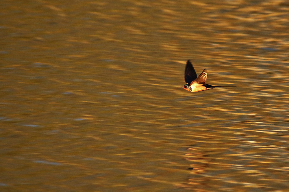 Schwalbenflug im Abendlicht