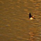 Schwalbenflug im Abendlicht