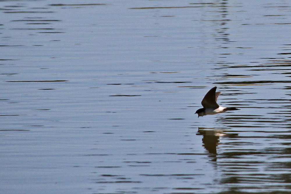 Schwalbenflug mit geöffnetem Schnabel