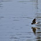 Schwalbenflug mit geöffnetem Schnabel