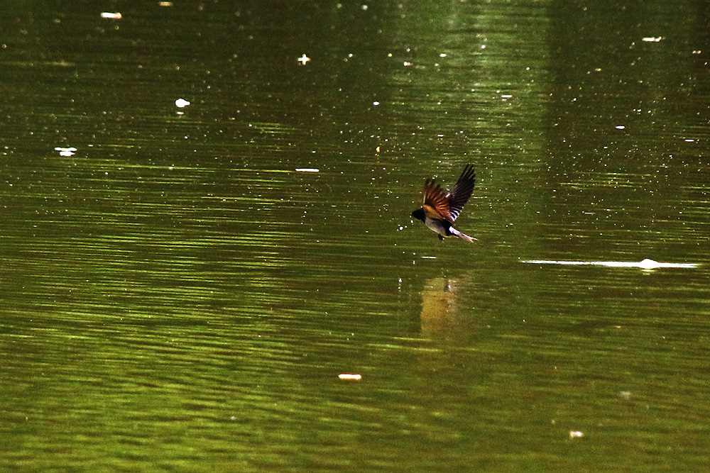 Schwalbenflug nach der Wasserberührung