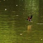 Schwalbenflug nach der Wasserberührung