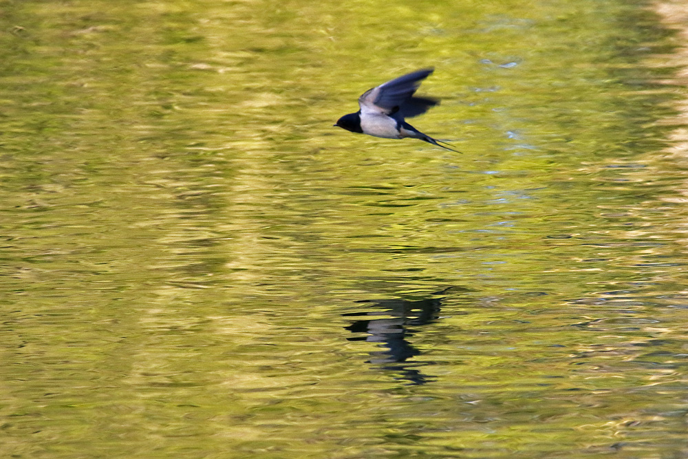 Schwalbenflug über der Wasseroberfläche