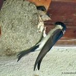 Schwalbenfütterung am Nest