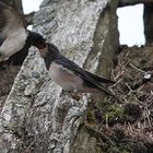 Schwalbenfütterung im Flug