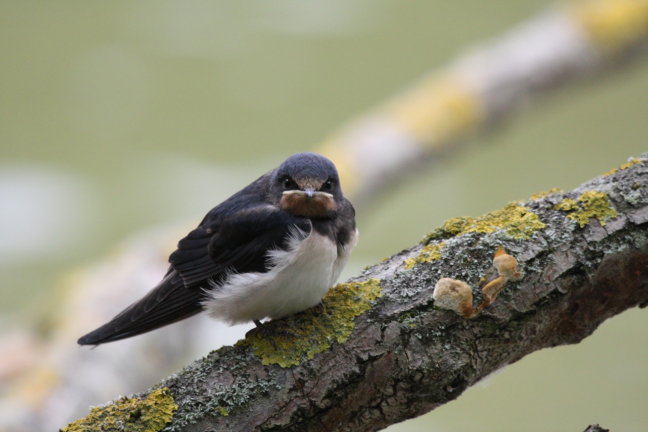 Schwalbenjunges / Baby Swallow