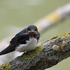 Schwalbenjunges / Baby Swallow