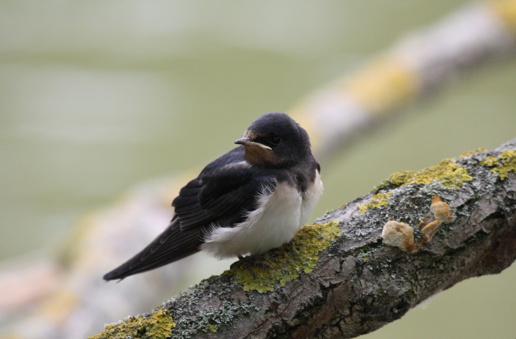 Schwalbenjunges / baby swallow