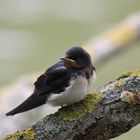 Schwalbenjunges / baby swallow
