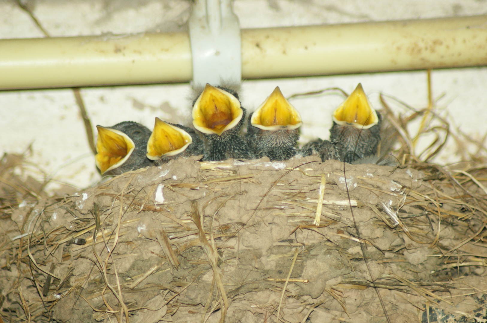 Schwalbenküken im Nest