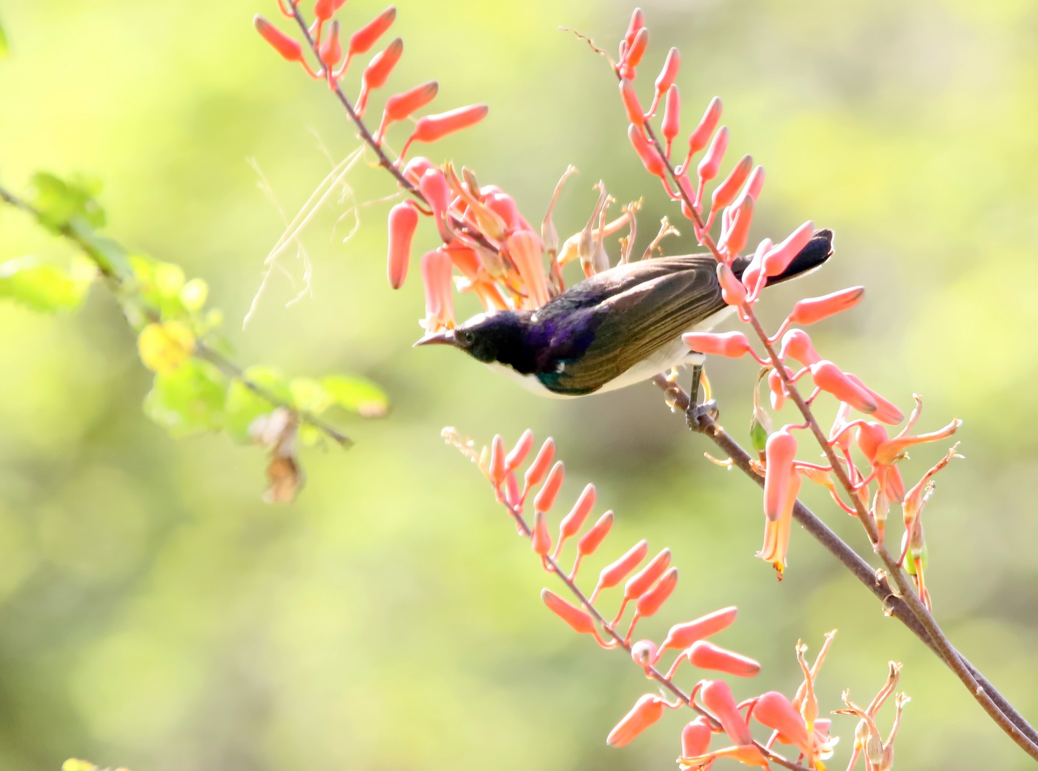 Schwalbennektarvogel (Doku)