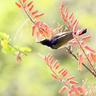 Schwalbennektarvogel (Doku)