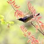 Schwalbennektarvogel (Doku)