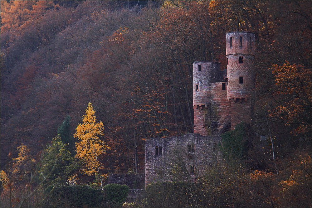 Schwalbennest im Herbstwald