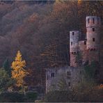 Schwalbennest im Herbstwald