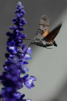 Schwalbenschwänzchen