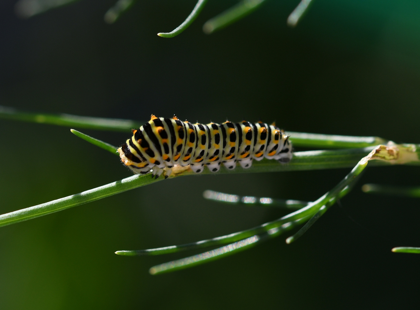 Schwalbenschwänzchen