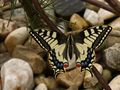 papilio machaon