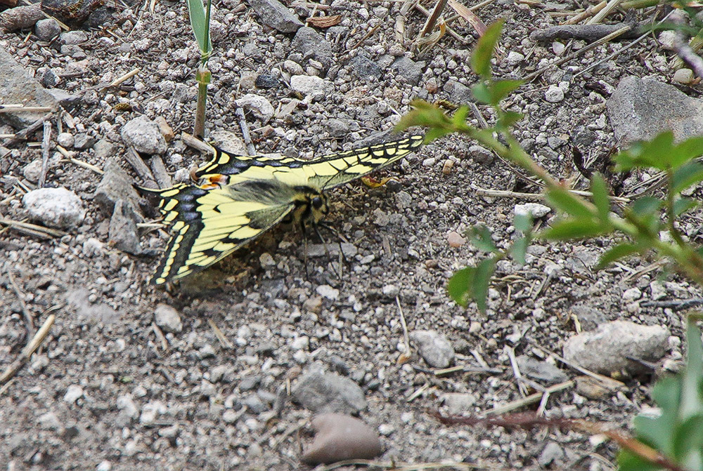 Schwalbenschwanz am 13. 05. 11 auf dem Kostalov