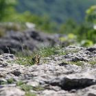 Schwalbenschwanz am Breitenstein