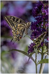 Schwalbenschwanz am Buddleja