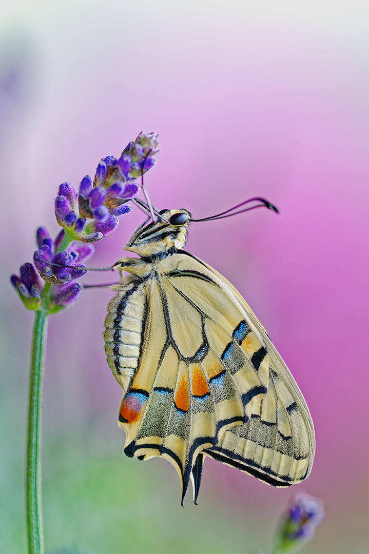 Schwalbenschwanz am Lavendel 