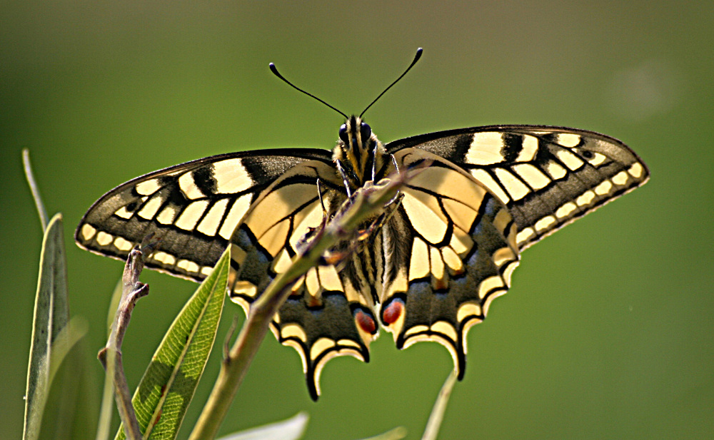 Schwalbenschwanz am Oleander 2- Papilio machaon