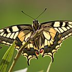 Schwalbenschwanz am Oleander 2- Papilio machaon