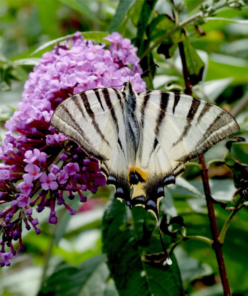 Schwalbenschwanz am Sommerflieder