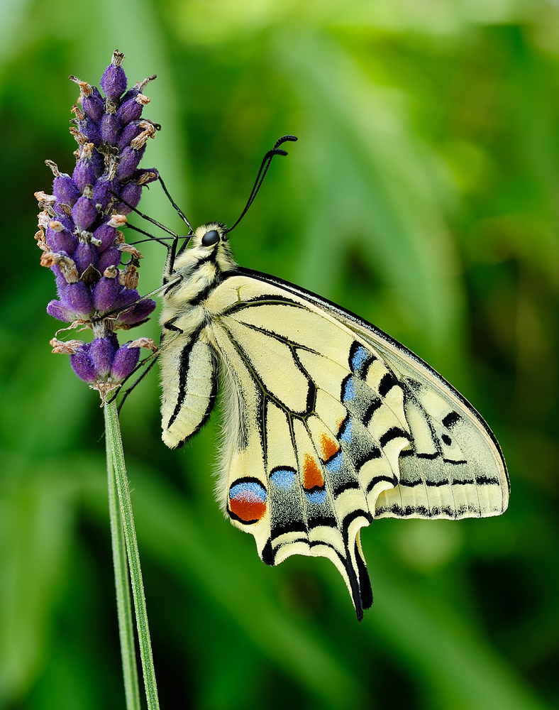 Schwalbenschwanz an Lavendel