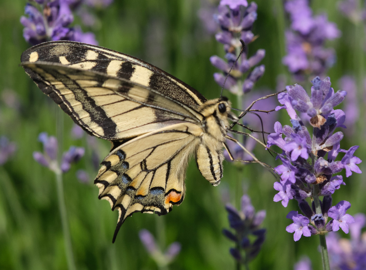 Schwalbenschwanz an Lavendel