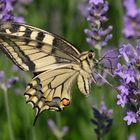 Schwalbenschwanz an Lavendel