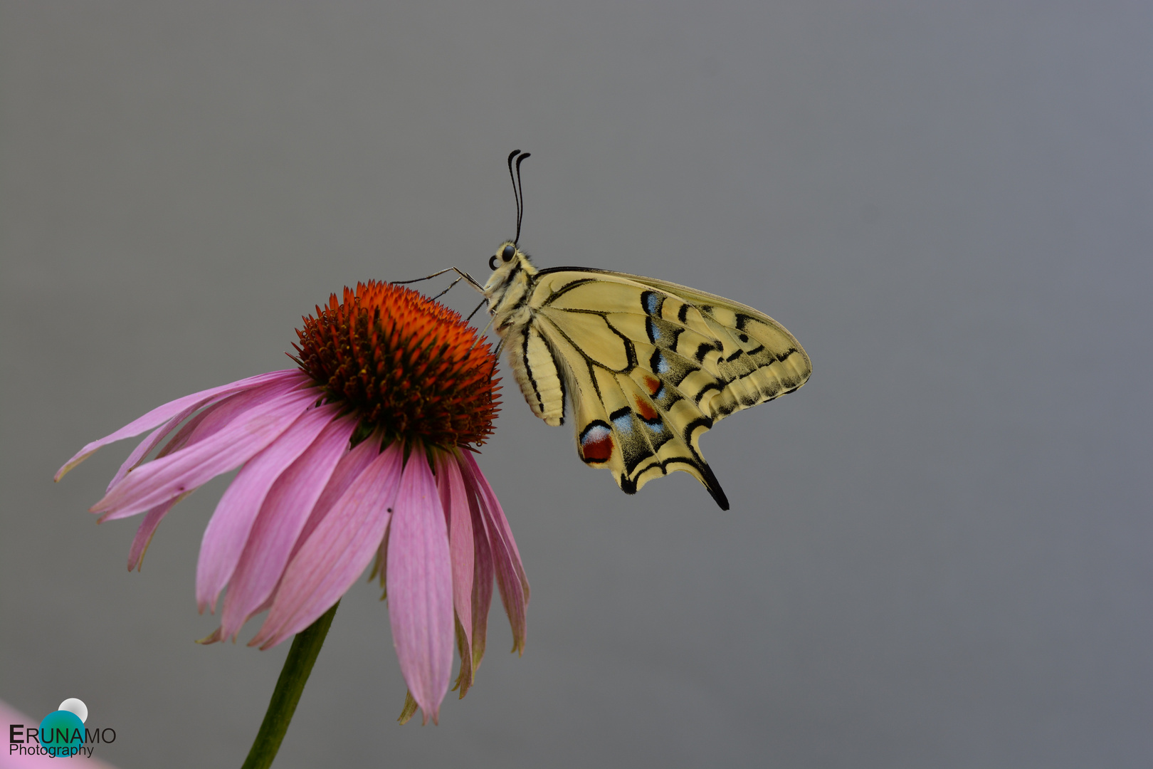 Schwalbenschwanz auf Blume