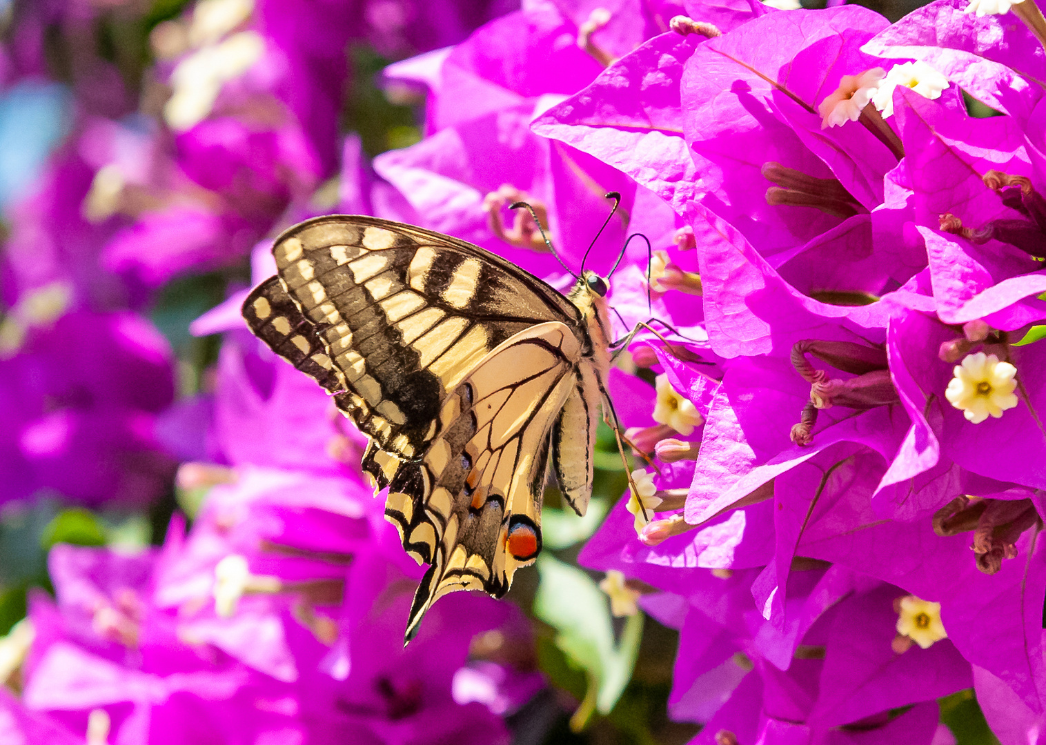 Schwalbenschwanz auf Bougainvillea