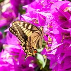 Schwalbenschwanz auf Bougainvillea