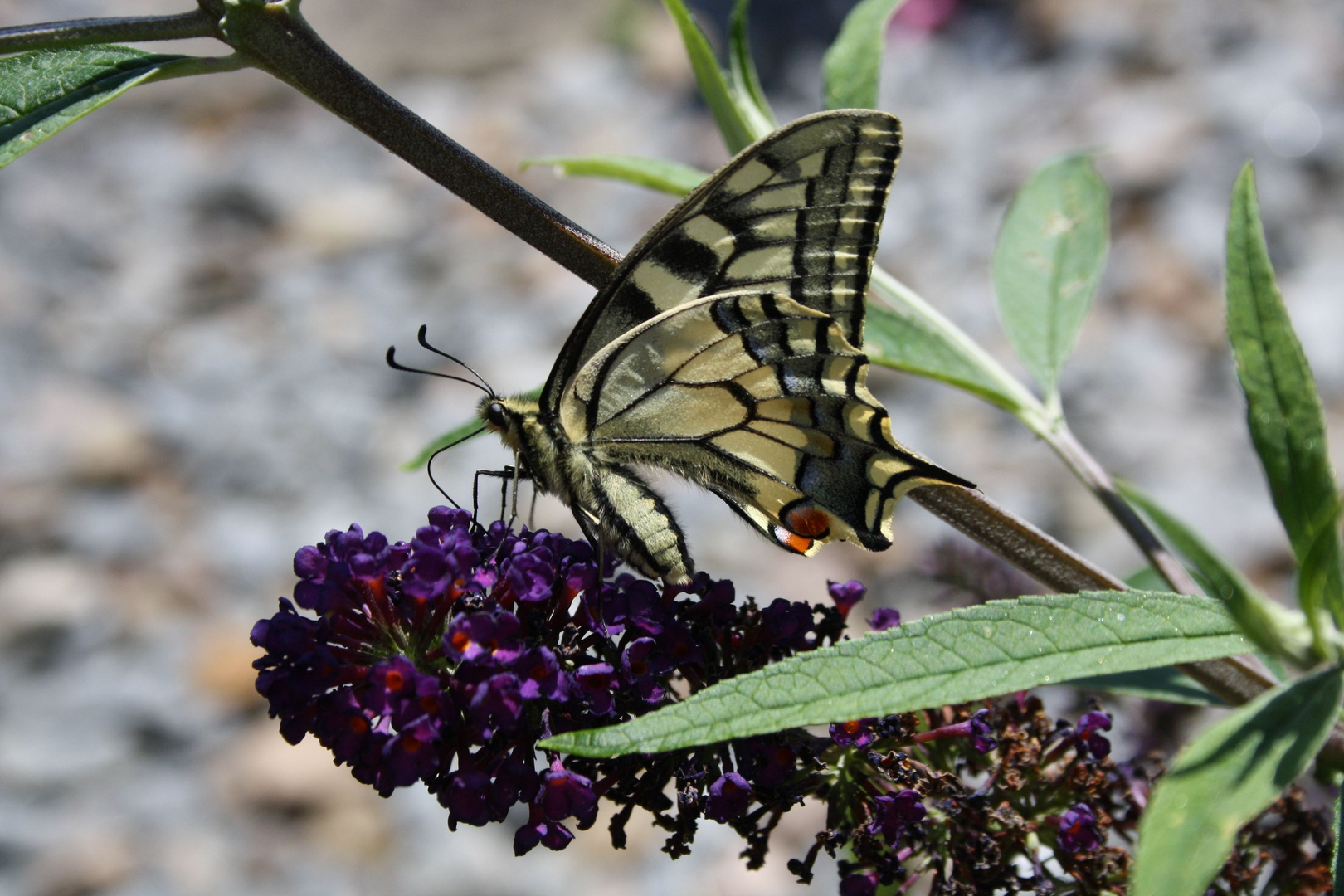 Schwalbenschwanz auf Buddleia