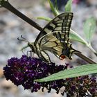 Schwalbenschwanz auf Buddleia