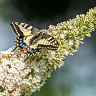 Schwalbenschwanz auf Buddleja