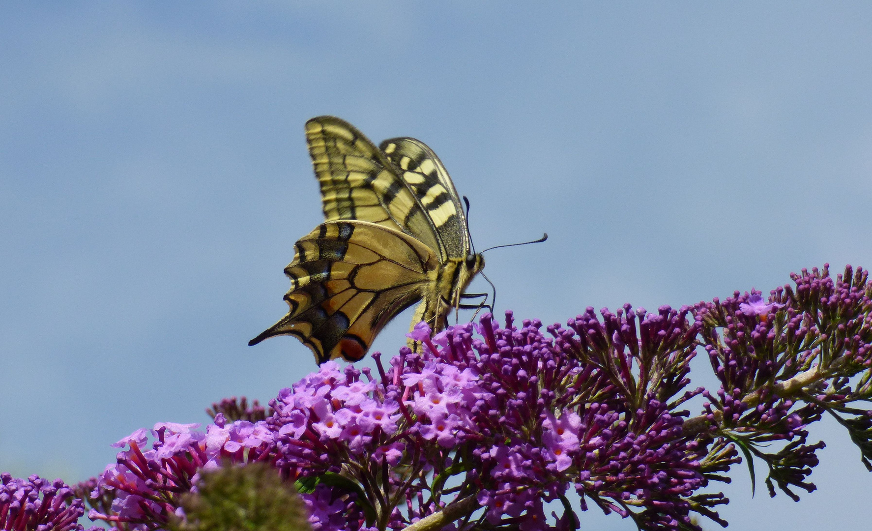 Schwalbenschwanz auf dem Sommerflieder in meinem Garten