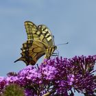 Schwalbenschwanz auf dem Sommerflieder in meinem Garten