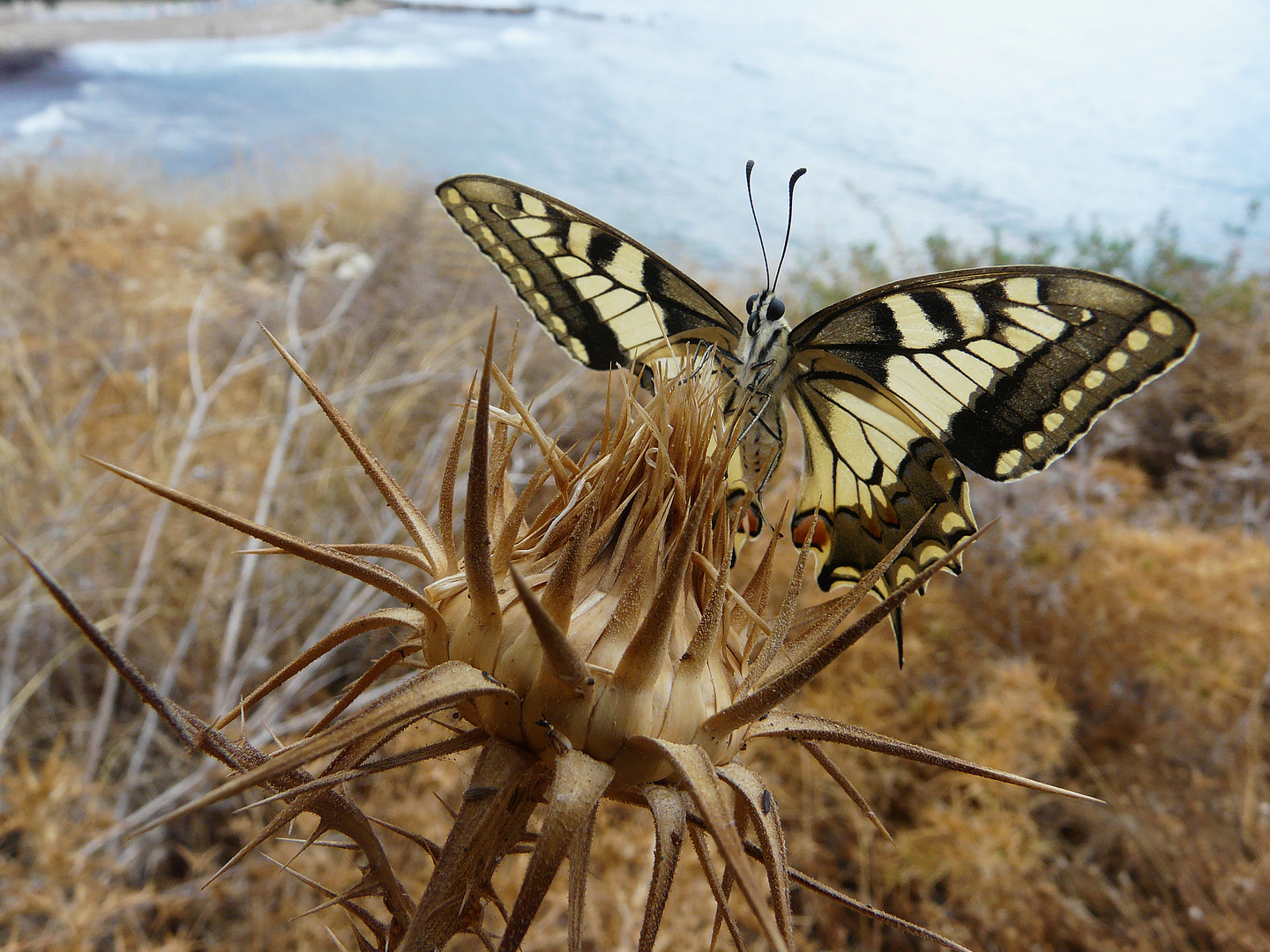 Schwalbenschwanz auf Kreta