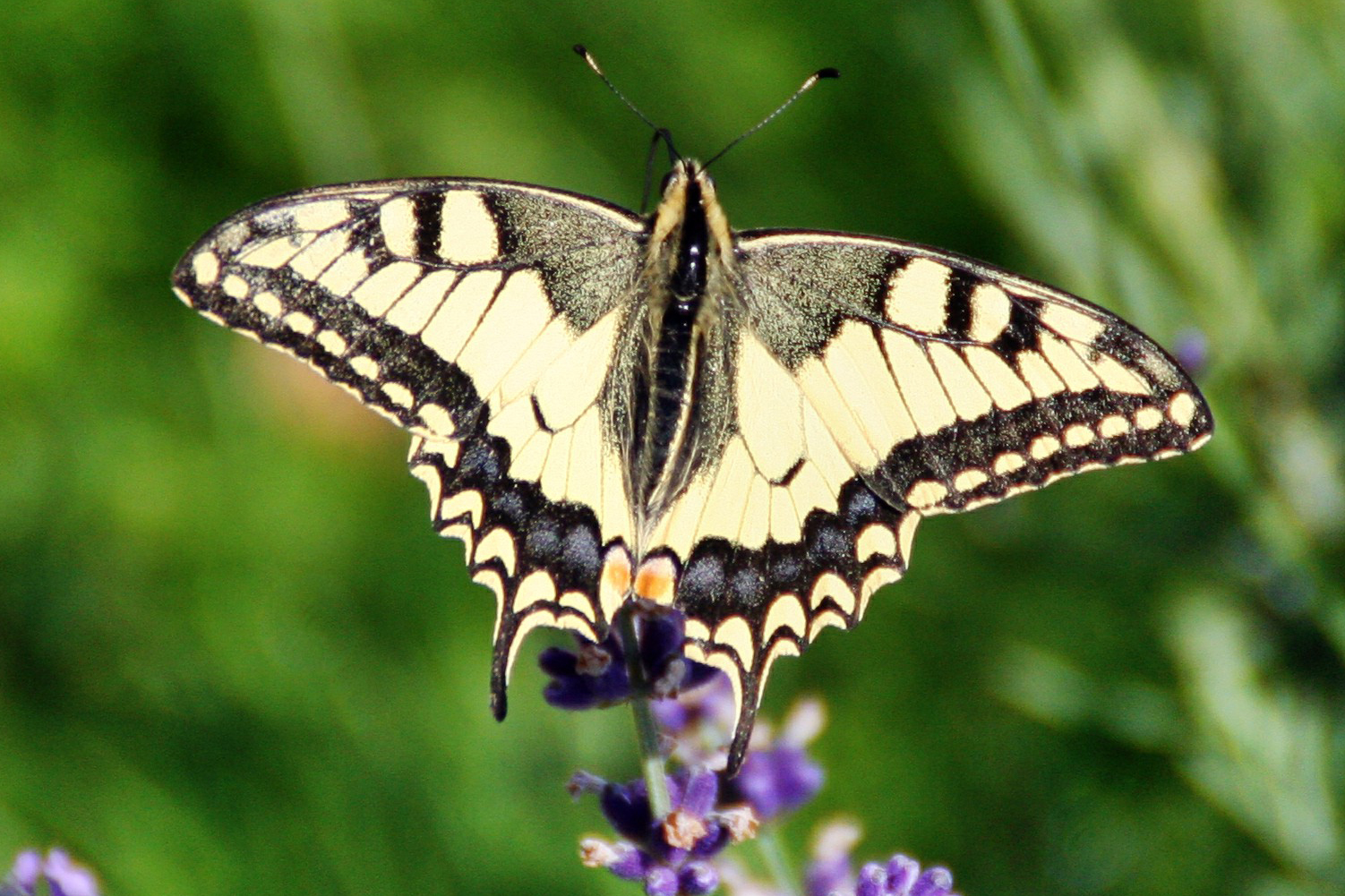 Schwalbenschwanz auf Lavendel