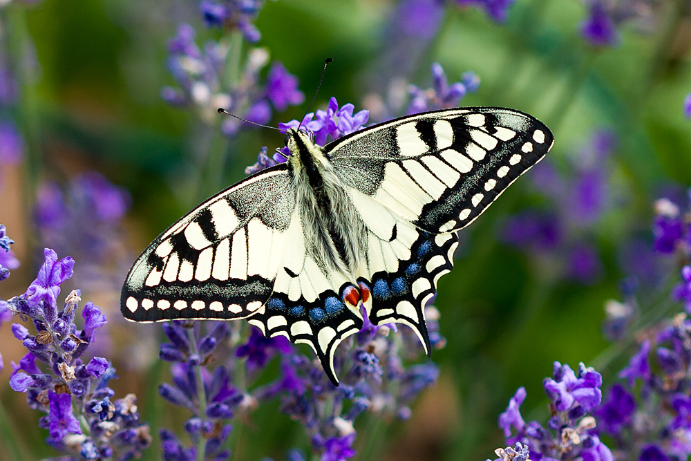 Schwalbenschwanz auf Lavendel