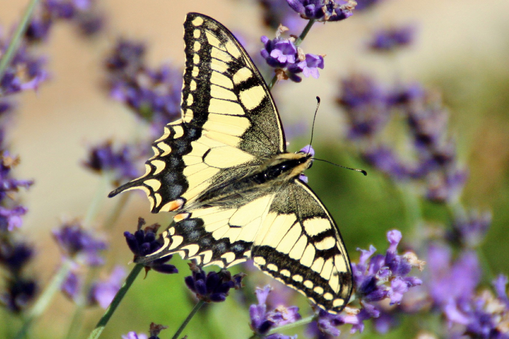 Schwalbenschwanz auf Lavendel