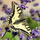 Schwalbenschwanz auf Lavendel