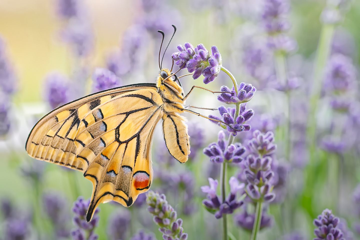 Schwalbenschwanz auf Lavendel