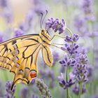 Schwalbenschwanz auf Lavendel