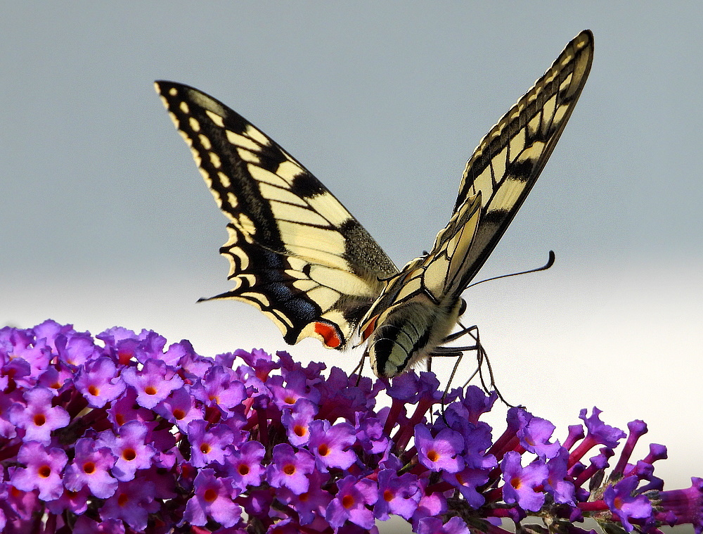 Schwalbenschwanz auf Sommerflieder