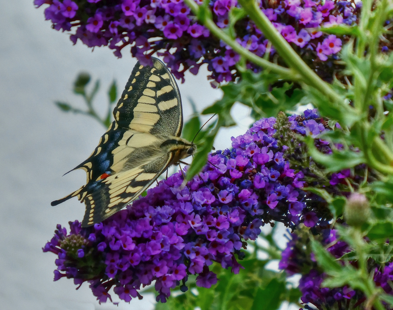 Schwalbenschwanz auf Sommerflieder